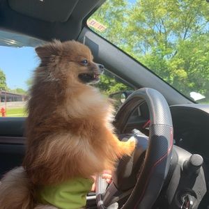 Meet your Posher, Daisy